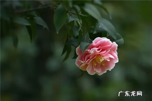 园子和京极真 院子种菜风水