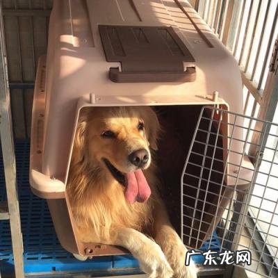 宠物托运有氧舱是怎样的 宠物有氧舱在飞机哪个位置可以充电