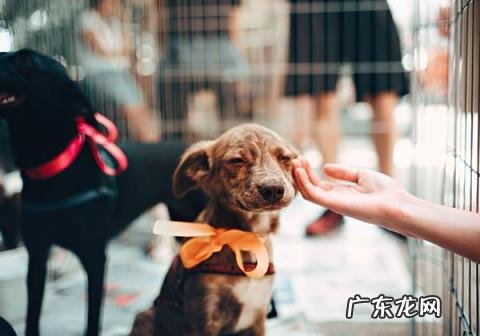 宠物托运有氧舱是怎样的 宠物有氧舱在飞机哪个位置可以充电