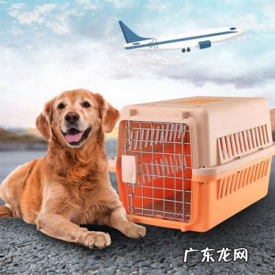 夏天飞机托运狗狗会热死吗 夏天飞机托运宠物会热吗
