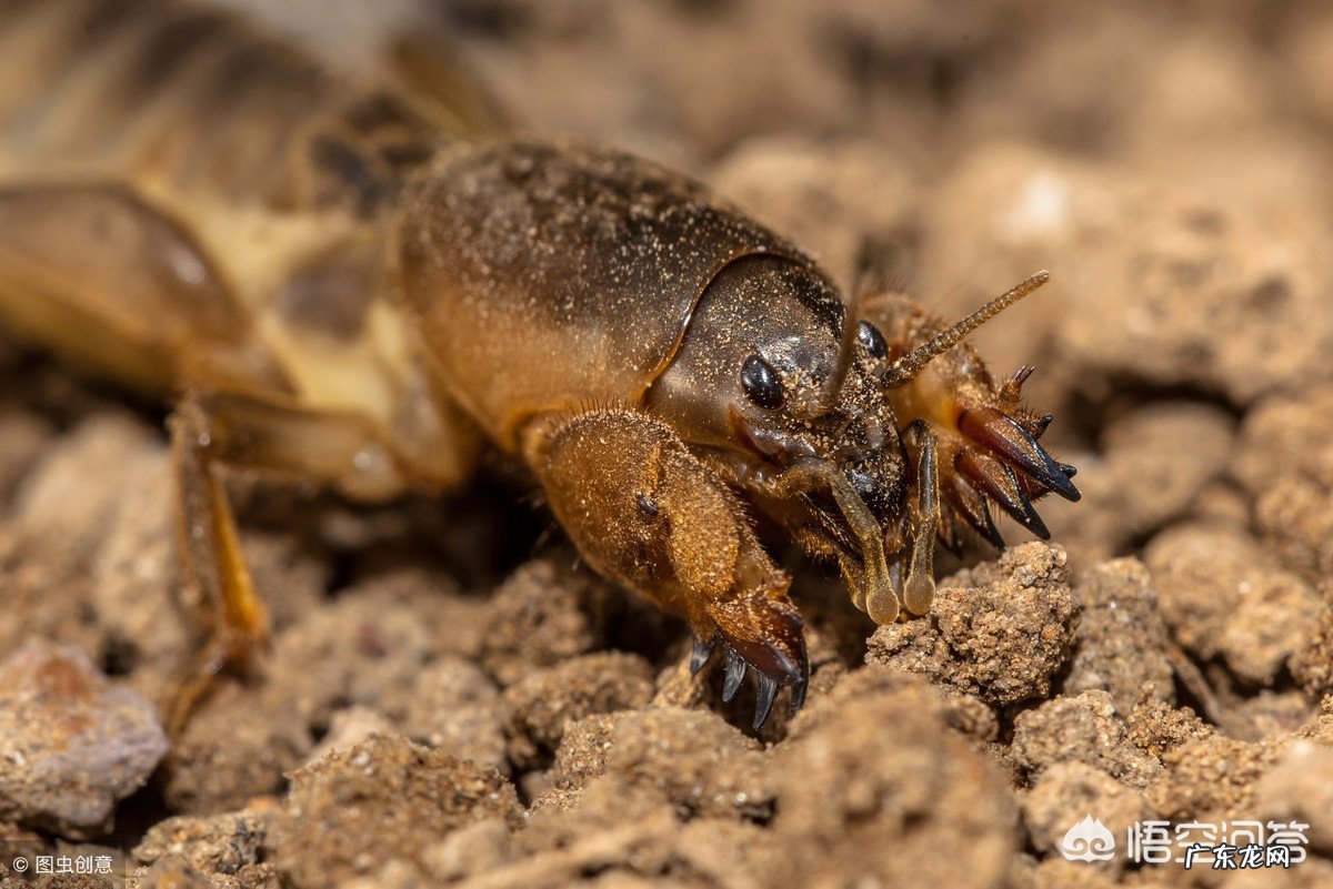 农田里的六种野味，大家都吃过吗？