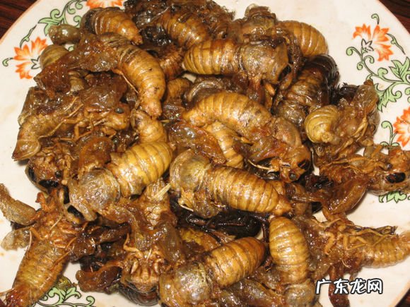 农田里的六种野味,大家都吃过吗?