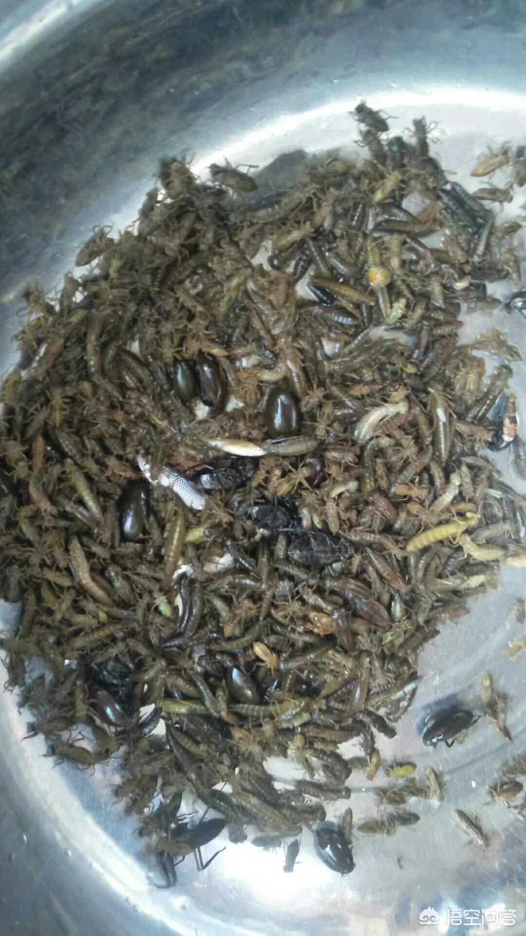 农田里的六种野味,大家都吃过吗?