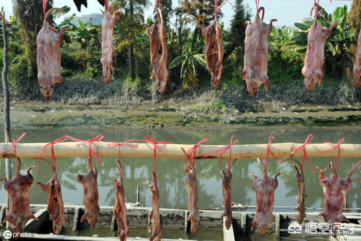 农田里的六种野味,大家都吃过吗?