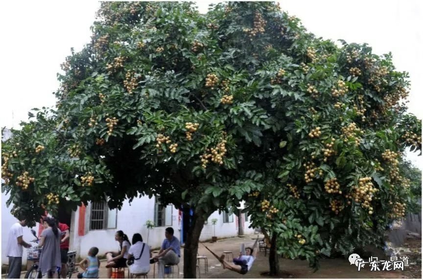 门口挡煞植物 挡煞的室外风水植物