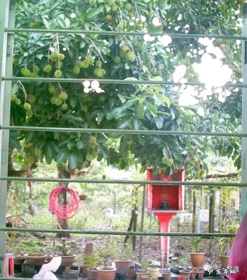 门口挡煞植物 挡煞的室外风水植物