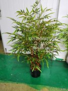 风水左青龙右北虎什么意思 龙竹的风水