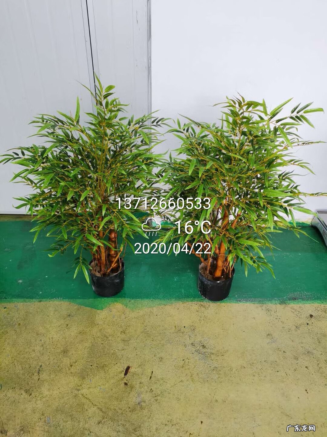 风水左青龙右北虎什么意思 龙竹的风水