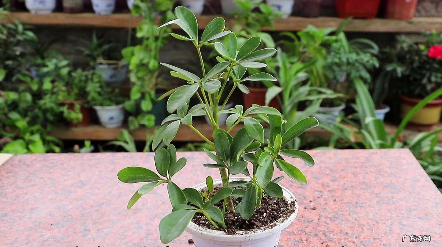 树在风水中代表什么 哪些是风水树