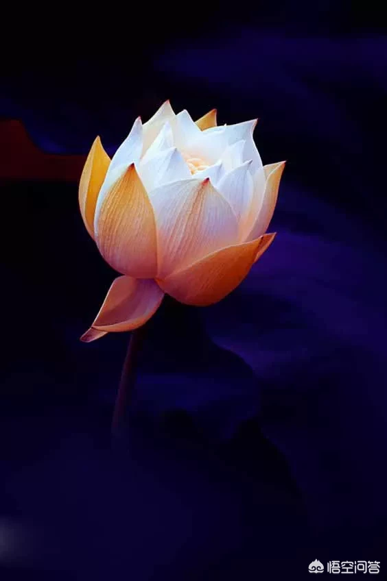 如有来生，你将如何规划人生？