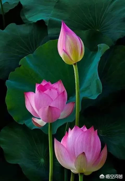 如有来生，你将如何规划人生？