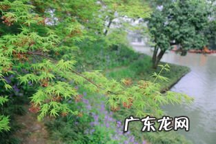 白桃的做法 桃白柏的所有试吃视频