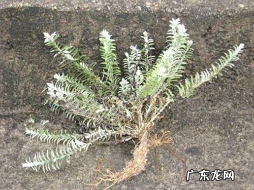 鹿鞭草 鹿茸草别名