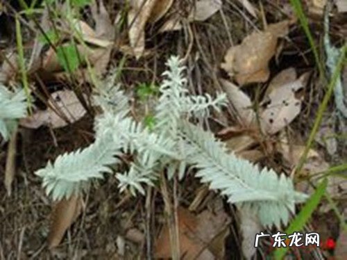 鹿鞭草 鹿茸草别名