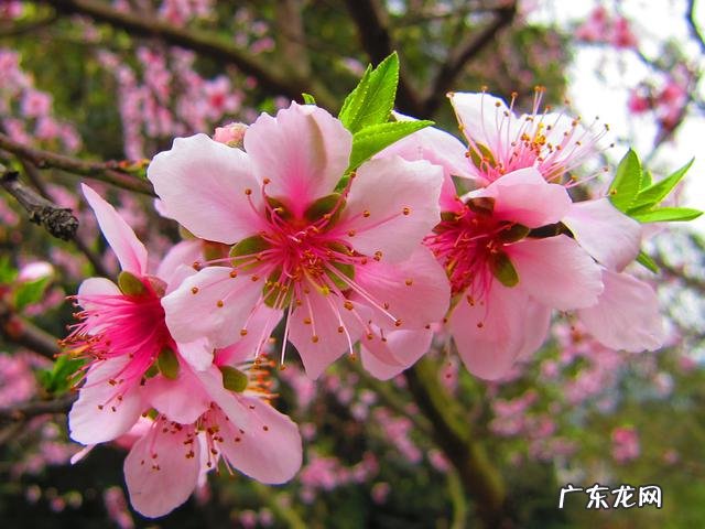 风水如何消砂 朱砂避桃花吗