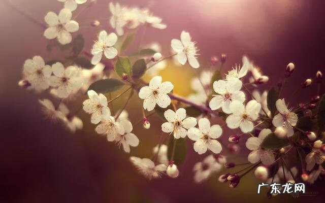 风水如何消砂 朱砂避桃花吗