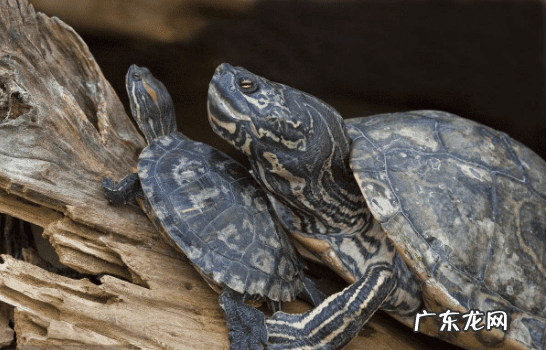 珍珠龟属于风水龟吗 巨龟喝水风水