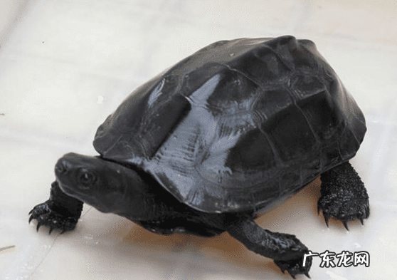 珍珠龟属于风水龟吗 巨龟喝水风水