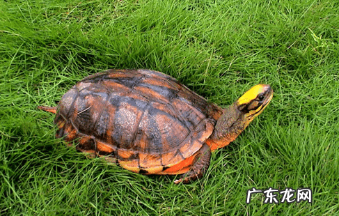 珍珠龟属于风水龟吗 巨龟喝水风水