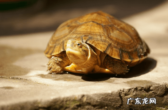 珍珠龟属于风水龟吗 巨龟喝水风水