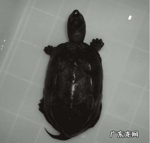 珍珠龟属于风水龟吗 巨龟喝水风水