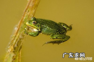 对虾塘有青蛙怎么样杀死？