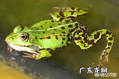 对虾塘有青蛙怎么样杀死？