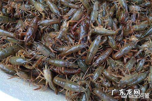 对虾塘有青蛙怎么样杀死？