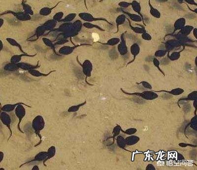 对虾塘有青蛙怎么样杀死？