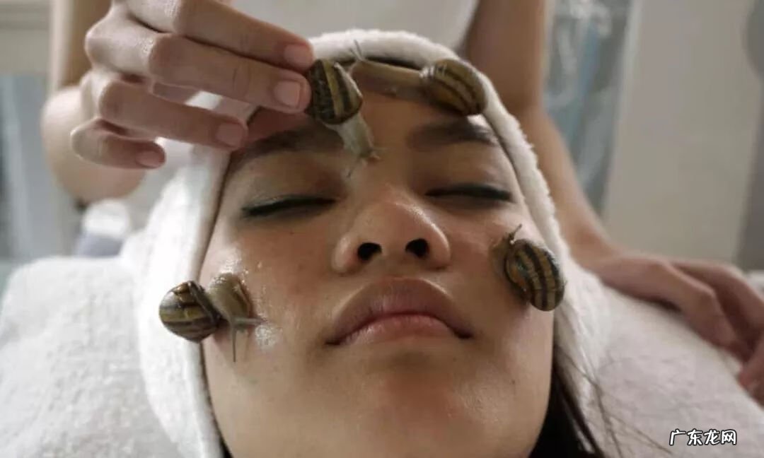 普通蜗牛是否可以美容 蜗牛美容有效果吗