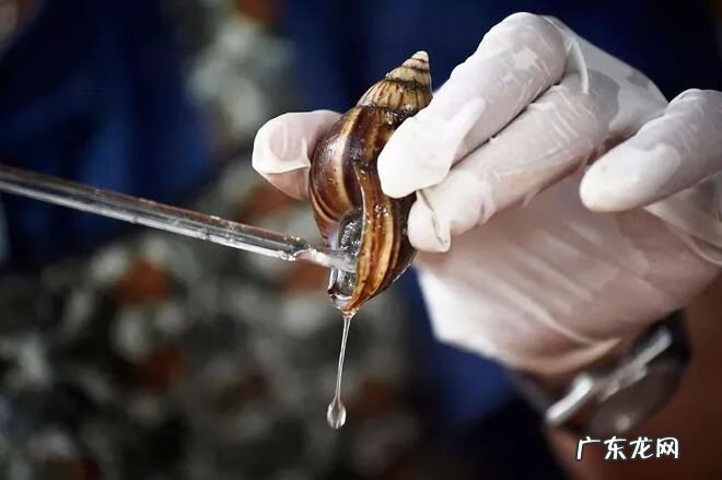 普通蜗牛是否可以美容 蜗牛美容有效果吗