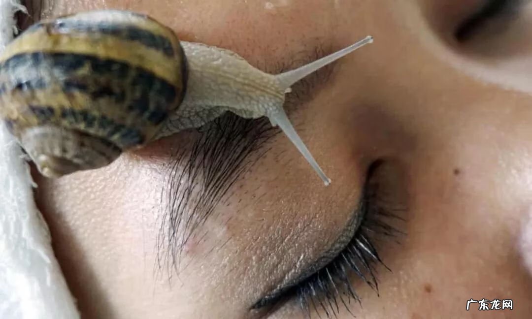 普通蜗牛是否可以美容 蜗牛美容有效果吗