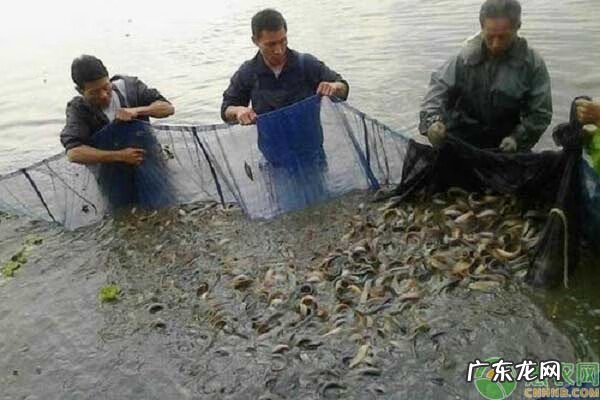 家里放了一条小泥鳅好不好 风水上讲养泥鳅的好处