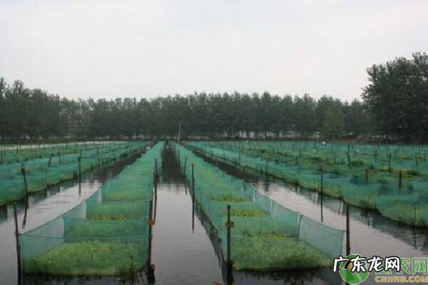 家里放了一条小泥鳅好不好 风水上讲养泥鳅的好处