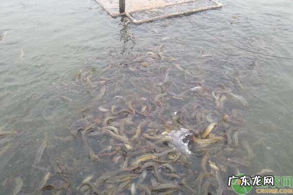 家里放了一条小泥鳅好不好 风水上讲养泥鳅的好处