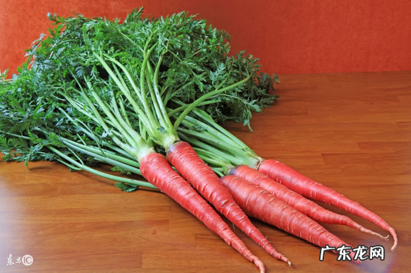 胡萝卜单词 胡萝卜的英文单词是什么