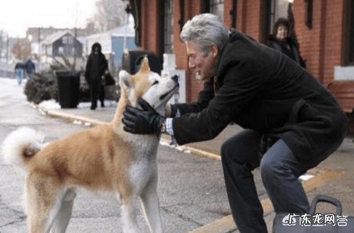 如何评价电影《一条狗的使命2》?_2