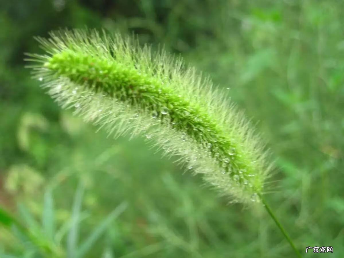狗尾草能吃不 狗尾巴草的风水作用