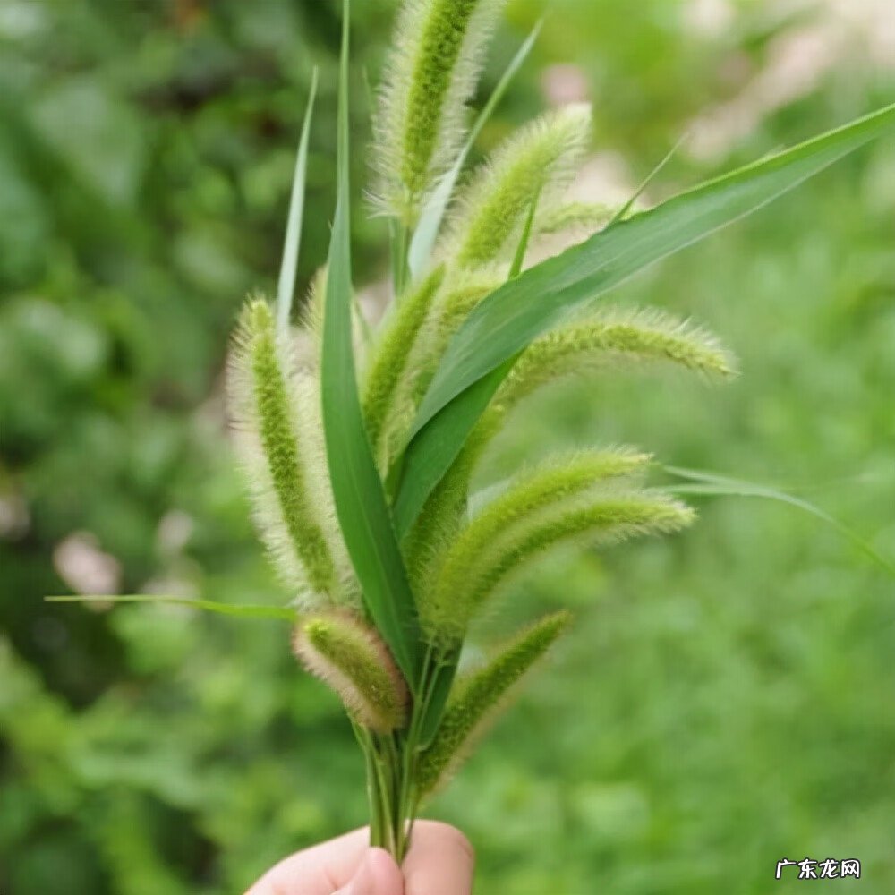 狗尾草能吃不 狗尾巴草的风水作用