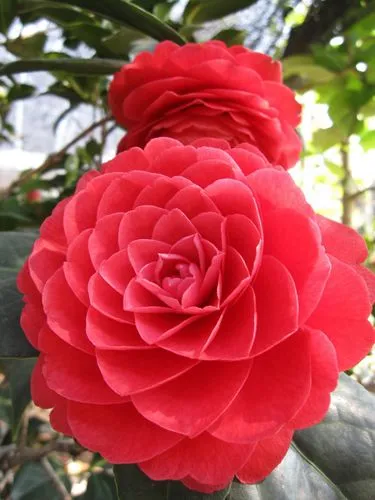 冬天有哪些植物会开花?