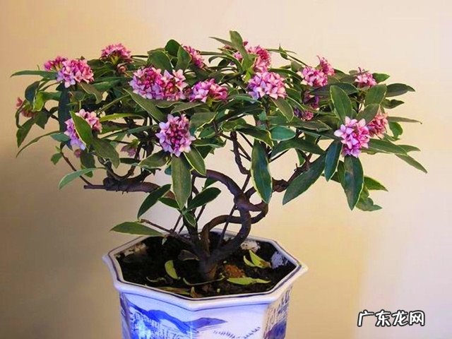 冬天有哪些植物会开花?