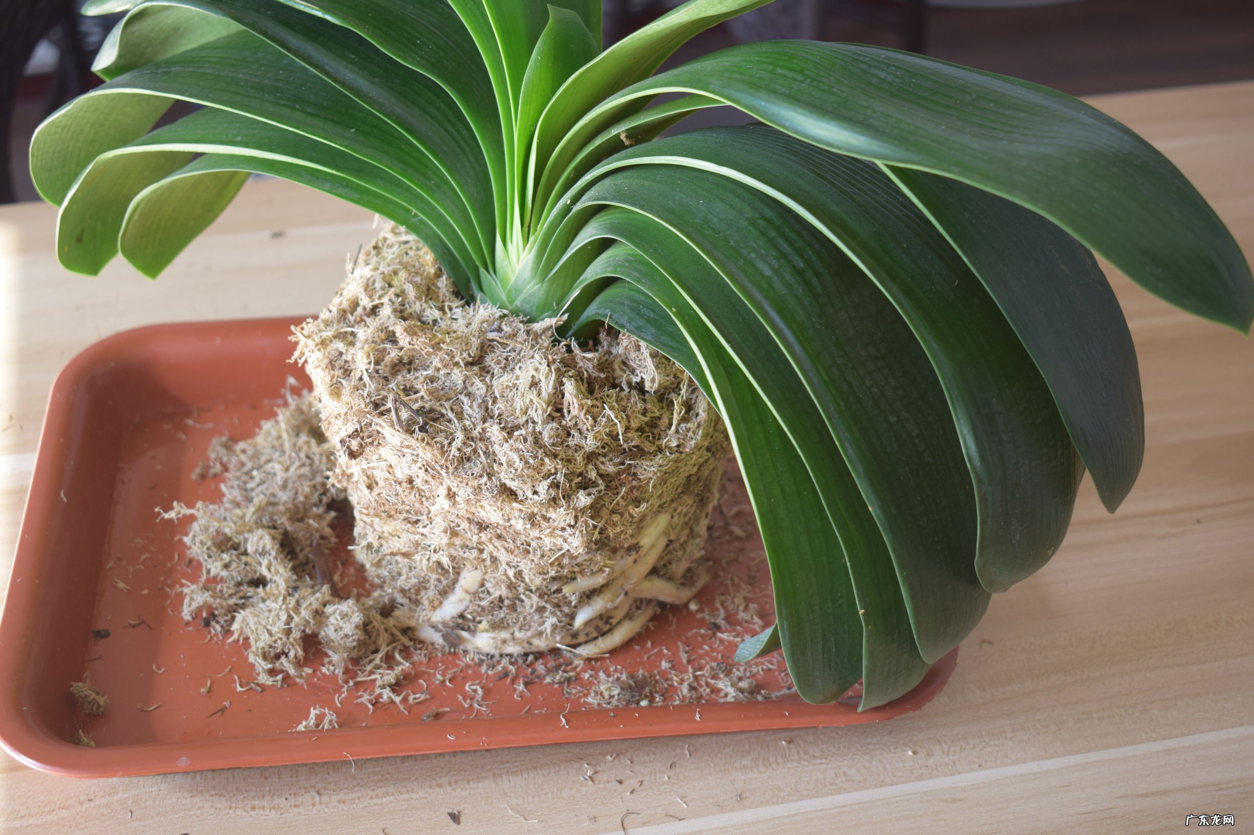 冬天有哪些植物会开花?