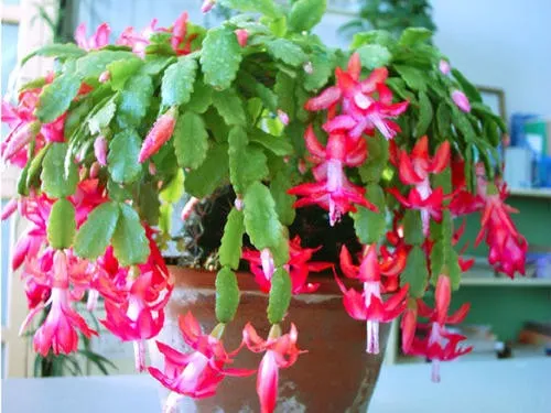 冬天有哪些植物会开花?