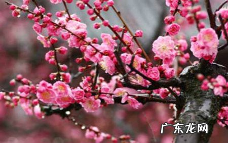 冬天有哪些植物会开花?