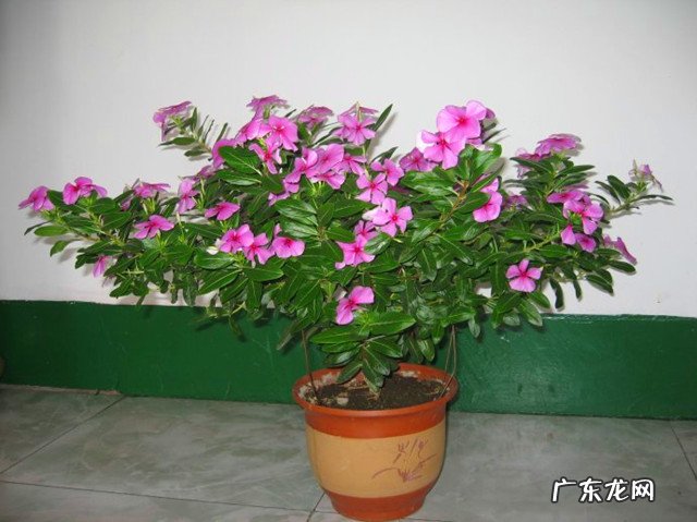 冬天有哪些植物会开花?