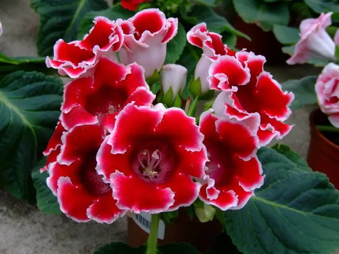 冬天有哪些植物会开花?