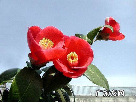 冬天有哪些植物会开花?