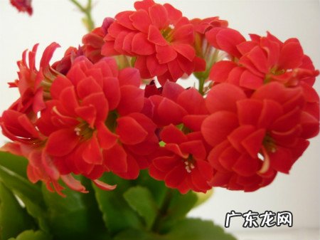 冬天有哪些植物会开花?