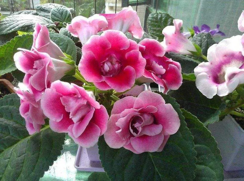 冬天有哪些植物会开花?