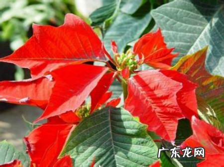 冬天有哪些植物会开花?